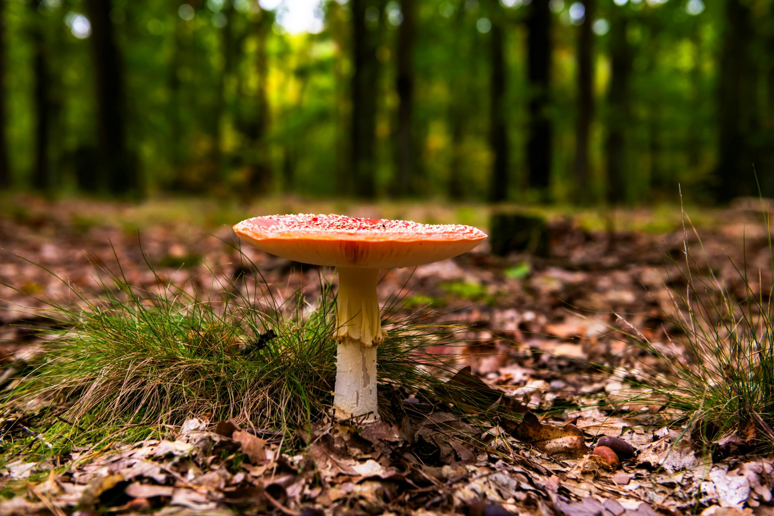 pexels-krzysztof-jaworski-fotografia-1445518005-30347835